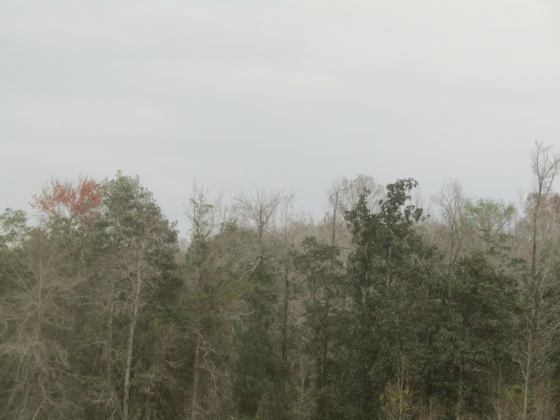 See Remarks, Alabama N/A, 3 Bedrooms Bedrooms, ,2 BathroomsBathrooms,Residential,For Sale,County Road 10,867268