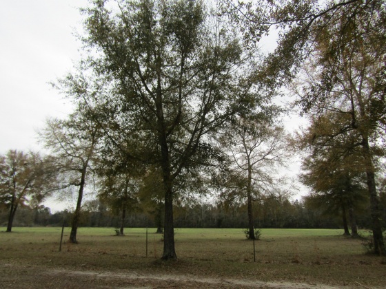 See Remarks, Alabama N/A, 3 Bedrooms Bedrooms, ,2 BathroomsBathrooms,Residential,For Sale,County Road 10,867268