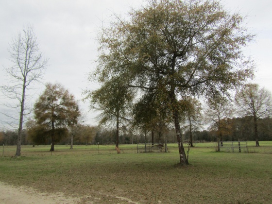 See Remarks, Alabama N/A, 3 Bedrooms Bedrooms, ,2 BathroomsBathrooms,Residential,For Sale,County Road 10,867268