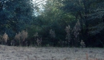 Laurel Hill, Florida 32567, ,Land,For Sale,Windy Hill,867405