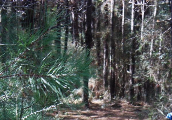 Laurel Hill, Florida 32567, ,Land,For Sale,Windy Hill,867405