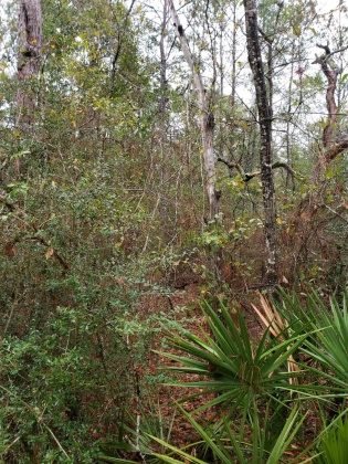 Freeport, Florida 32439, ,Land,For Sale,Obacs,865944