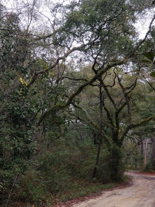 Freeport, Florida 32439, ,Land,For Sale,Obacs,865944