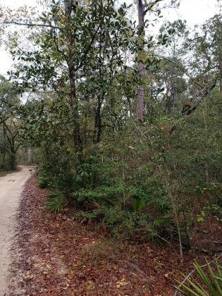 Freeport, Florida 32439, ,Land,For Sale,Obacs,865944