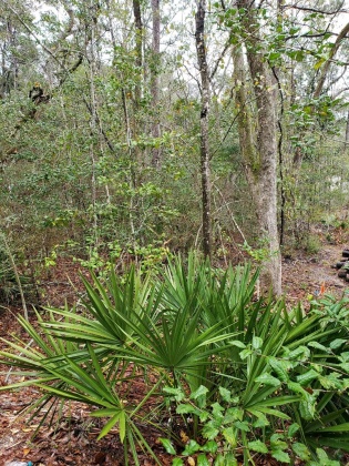 Freeport, Florida 32439, ,Land,For Sale,Obacs,865944