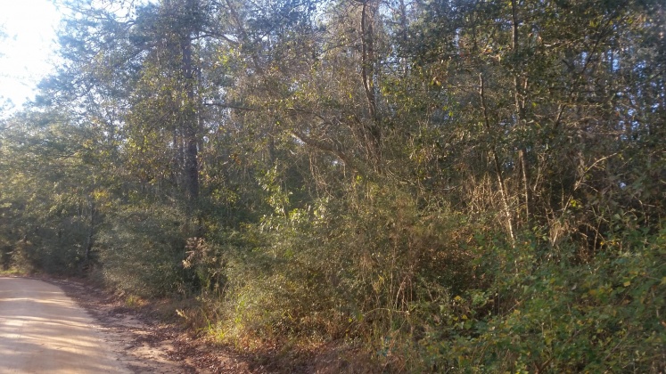 Laurel Hill, Florida 32433, ,Land,For Sale,W. Suttles Road,859484