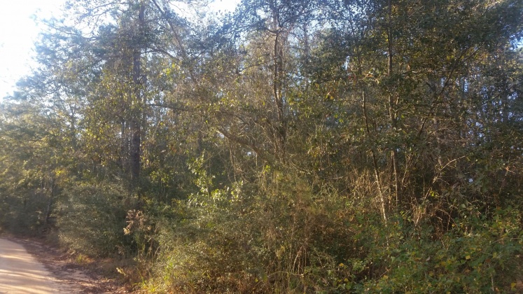Laurel Hill, Florida 32433, ,Land,For Sale,W. Suttles Road,859484
