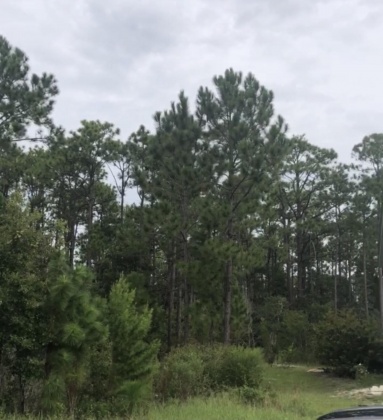 Santa Rosa Beach, Florida 32459, ,Land,For Sale,Oakley,863578