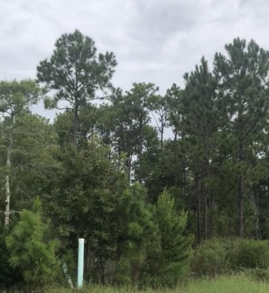 Santa Rosa Beach, Florida 32459, ,Land,For Sale,Oakley,863578