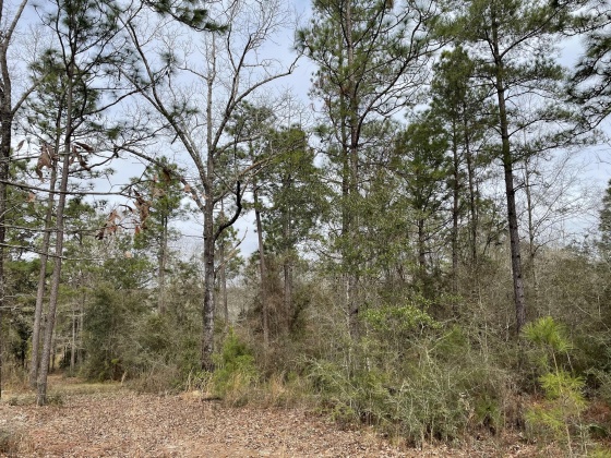 Laurel Hill, Florida 32567, ,Land,For Sale,Co Hwy 2,864703