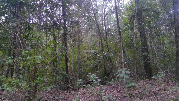 Laurel Hill, Florida 32567, ,Land,For Sale,Jack Rd,855964