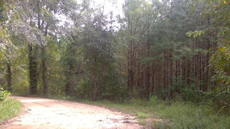 Laurel Hill, Florida 32567, ,Land,For Sale,Jack Rd,855964