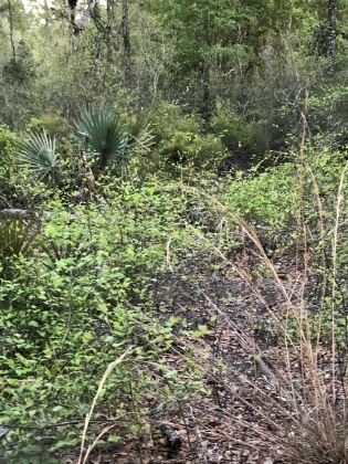 Ponce De Leon, Florida 32455, ,Land,For Sale,Waits,868129