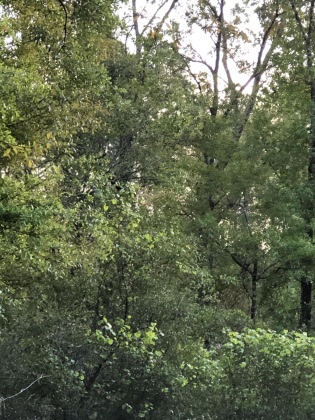 Ponce De Leon, Florida 32455, ,Land,For Sale,Waits,868129