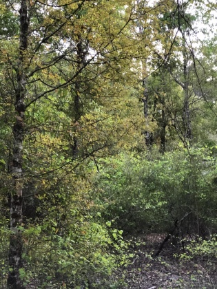 Ponce De Leon, Florida 32455, ,Land,For Sale,Waits,868129