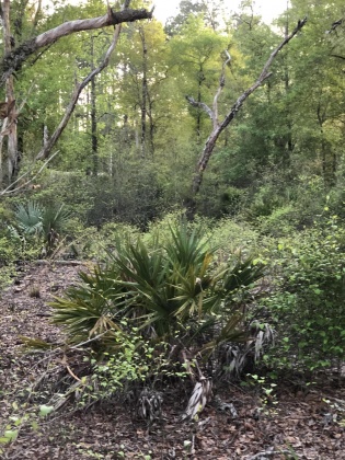 Ponce De Leon, Florida 32455, ,Land,For Sale,Waits,868129