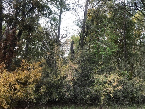 Ponce De Leon, Florida 32455, ,Land,For Sale,Waits,868129