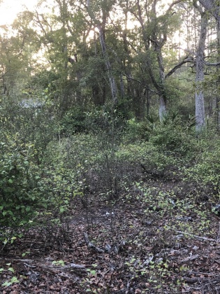 Ponce De Leon, Florida 32455, ,Land,For Sale,Waits,868129