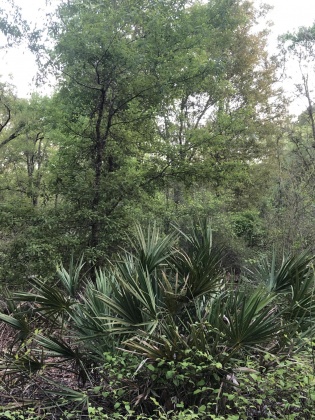 Ponce De Leon, Florida 32455, ,Land,For Sale,Waits,868129