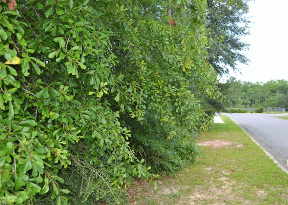 Crestview, Florida 32536, ,Land,For Sale,Zach,825523