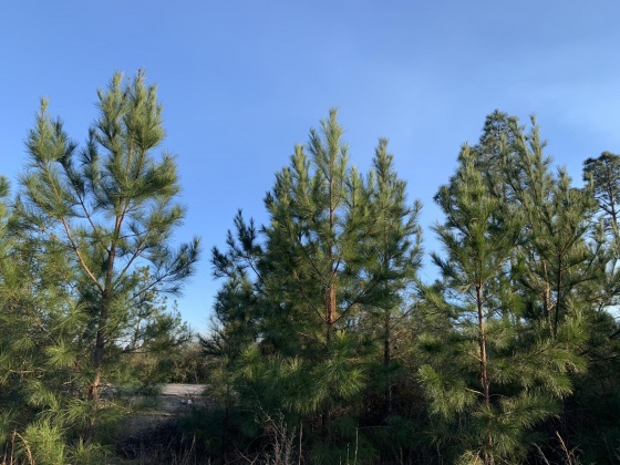 Milton, Florida 32570, ,Land,For Sale,Munson Hwy,868446