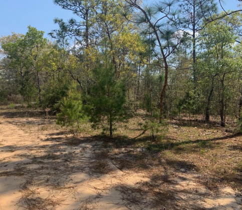 Defuniak Springs, Florida 32433, ,Land,For Sale,Schubert,868540