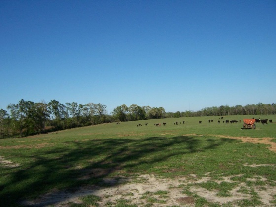 Defuniak Springs, Florida 32433, ,Land,For Sale,Phillips,868596