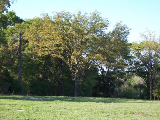 Defuniak Springs, Florida 32433, ,Land,For Sale,Phillips,868596