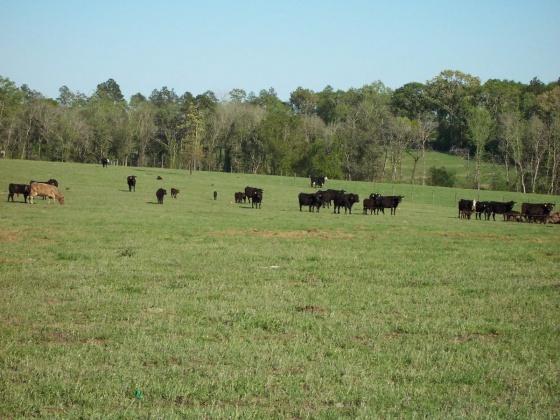 Defuniak Springs, Florida 32433, ,Land,For Sale,Phillips,868596