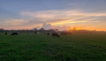 Defuniak Springs, Florida 32433, ,Land,For Sale,Phillips,868596