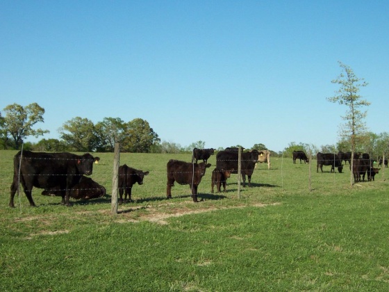 Defuniak Springs, Florida 32433, ,Land,For Sale,Phillips,868596