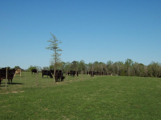 Defuniak Springs, Florida 32433, ,Land,For Sale,Phillips,868596
