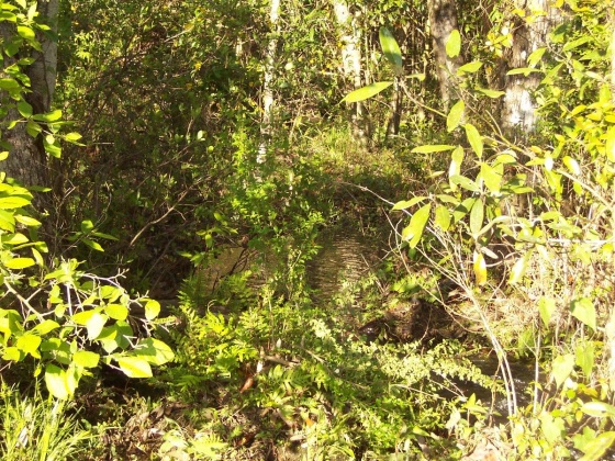 Defuniak Springs, Florida 32433, ,Land,For Sale,Phillips,868596