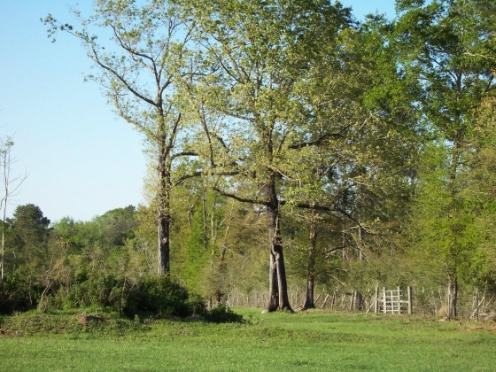 Defuniak Springs, Florida 32433, ,Land,For Sale,Phillips,868596