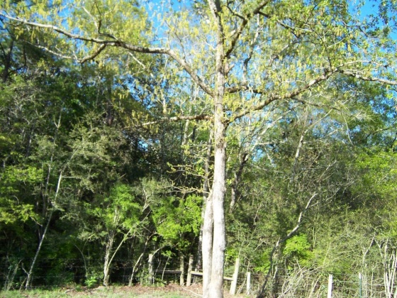 Defuniak Springs, Florida 32433, ,Land,For Sale,Phillips,868596