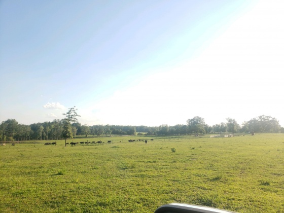 Defuniak Springs, Florida 32433, ,Land,For Sale,Phillips,868596