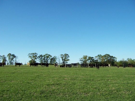 Defuniak Springs, Florida 32433, ,Land,For Sale,Phillips,868596