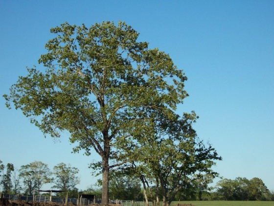 Defuniak Springs, Florida 32433, ,Land,For Sale,Phillips,868596