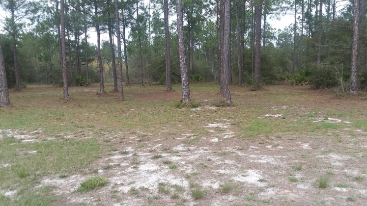 Freeport, Florida 32439, 3 Bedrooms Bedrooms, ,2 BathroomsBathrooms,Residential,For Sale,Don Graff,868046