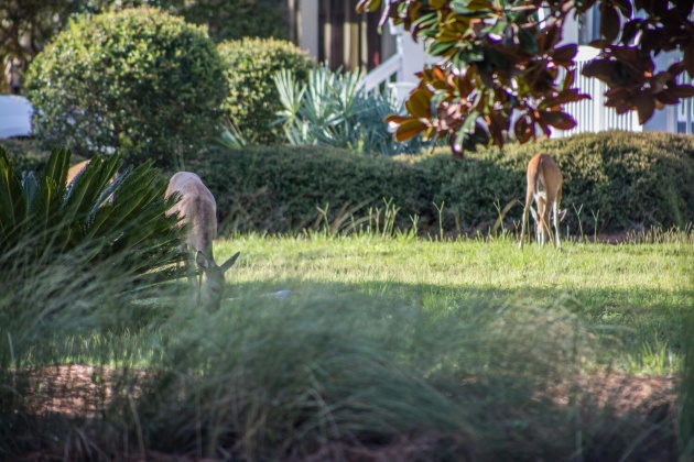 Santa Rosa Beach, Florida 32459, 4 Bedrooms Bedrooms, ,4 BathroomsBathrooms,Residential,For Sale,Cypress,868939