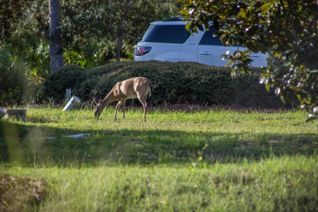 Santa Rosa Beach, Florida 32459, 4 Bedrooms Bedrooms, ,4 BathroomsBathrooms,Residential,For Sale,Cypress,868939