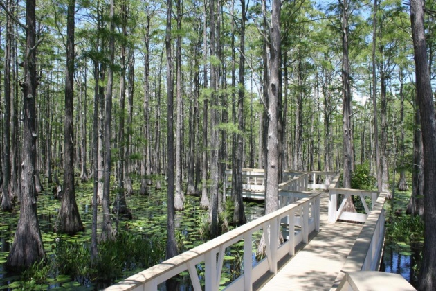 Santa Rosa Beach, Florida 32459, ,Land,For Sale,Cypress,869110