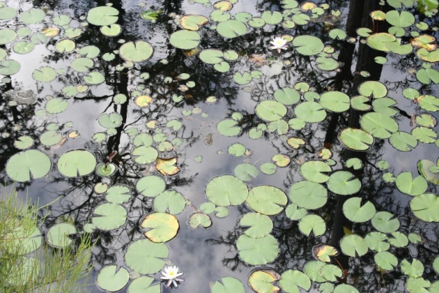 Santa Rosa Beach, Florida 32459, ,Land,For Sale,Cypress,869110