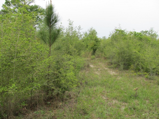 Westville, Florida 32464, ,Land,For Sale,Gillman Rd,869242