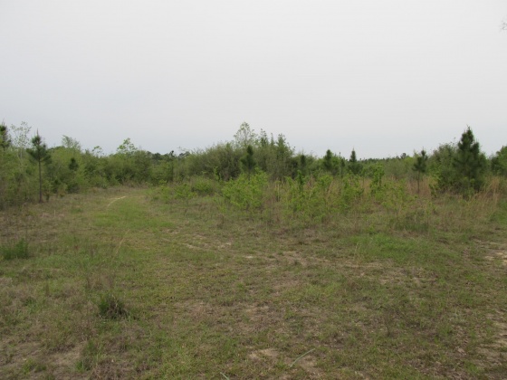 Westville, Florida 32464, ,Land,For Sale,Gillman Rd,869242