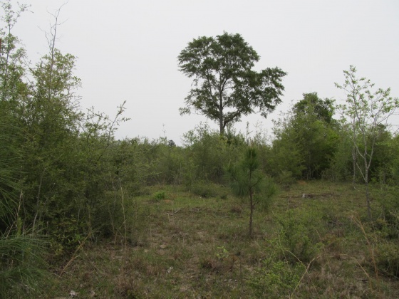 Westville, Florida 32464, ,Land,For Sale,Gillman Rd,869242