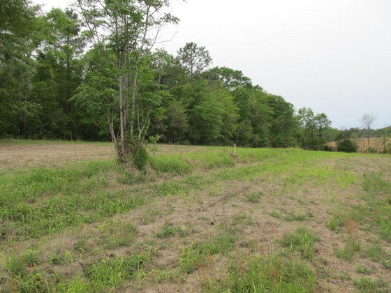 Westville, Florida 32464, ,Land,For Sale,Gillman Rd,869242
